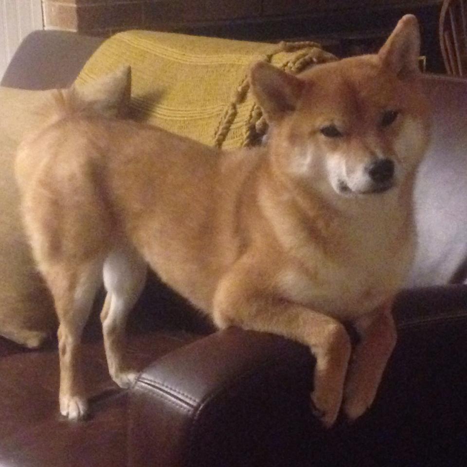 霓虹与海风的双城记,F1街道赛的东西方狂想