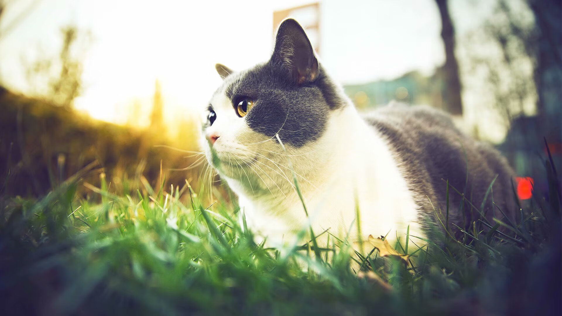 绿茵场与烽火线，当门迪的射门穿越的不只是球网