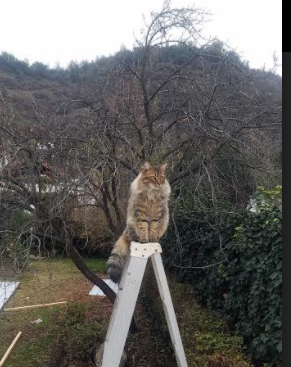 孙兴慜的个人闪耀，英格兰的战术机器如何以不可复制的模式碾压荷兰