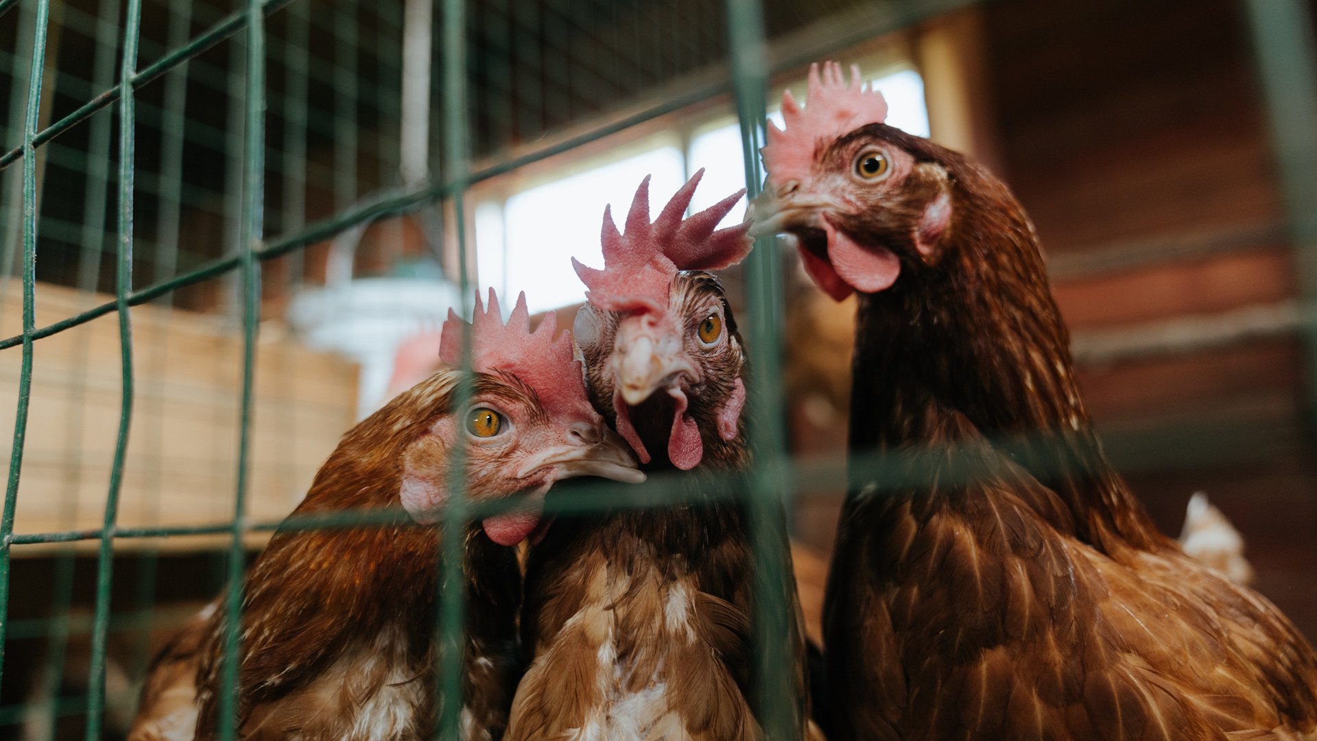 东西方篮球哲学的无声对撞，当北京队的盾遇上杰伦·格林的箭