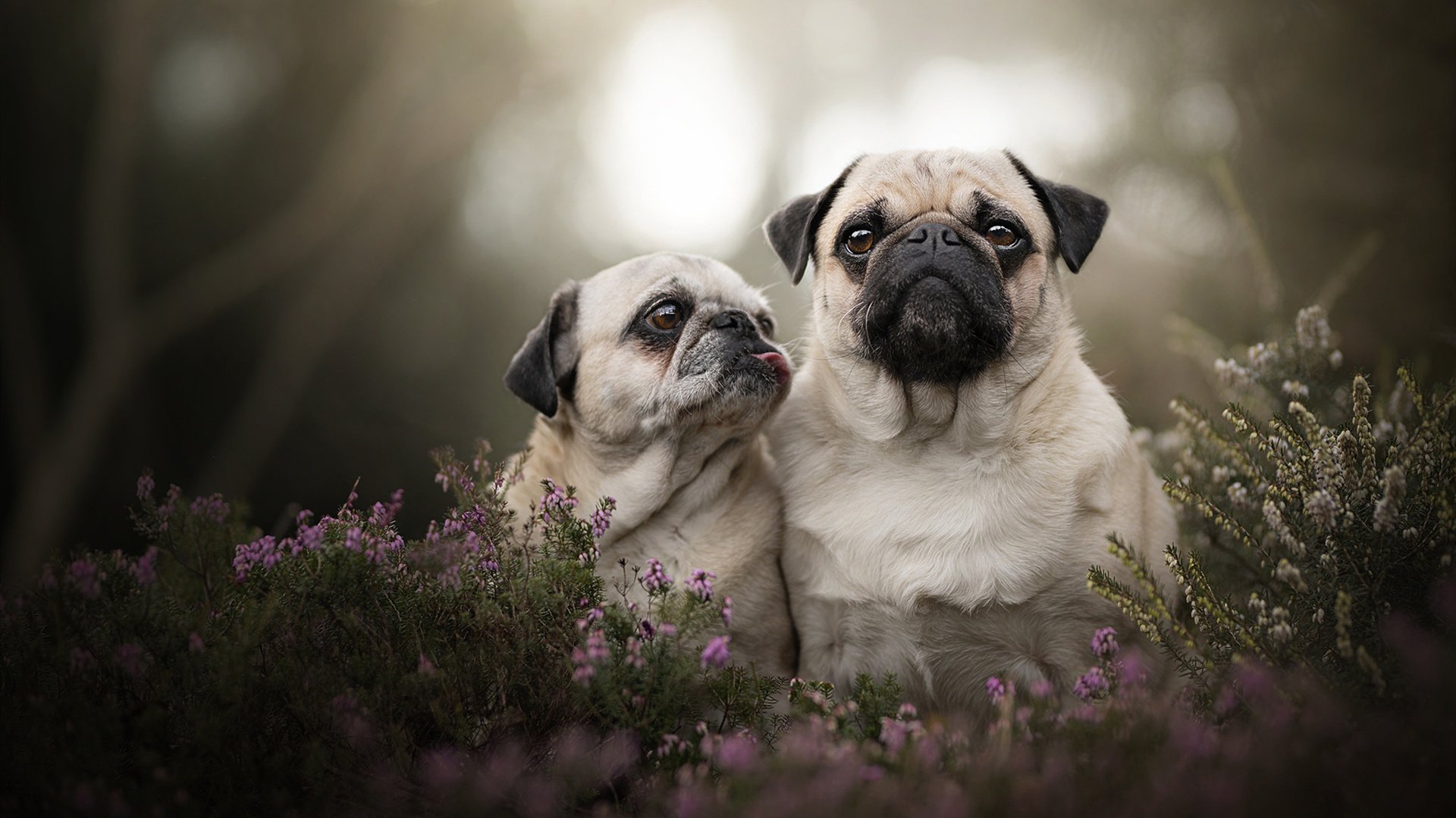 罗德里独造三球，英格兰碾压几内亚，奥运周期关键战被他接管