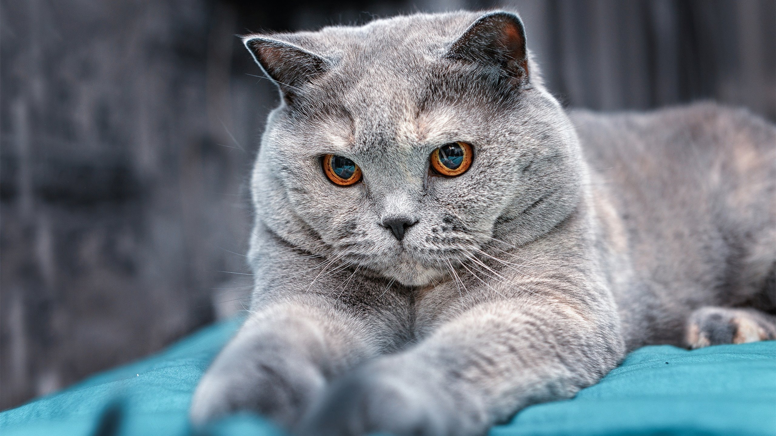 2026世界杯之夜，当新王加冕，班凯罗赛后评分何以拉满？