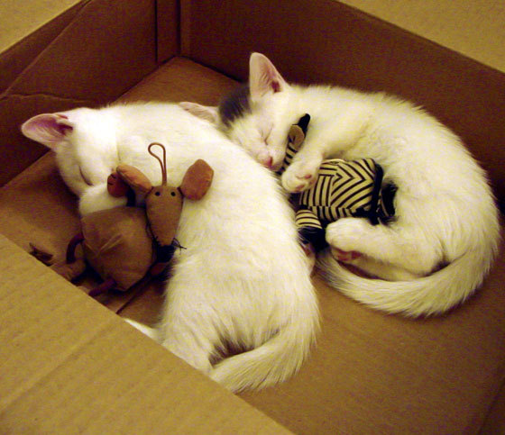 吉林队血拼太阳，锡安绝命9分29秒演绎关键先生法则