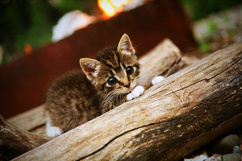幻梦对决，当玻利维亚在安菲尔德约战利物浦，凯恩终成破局之光
