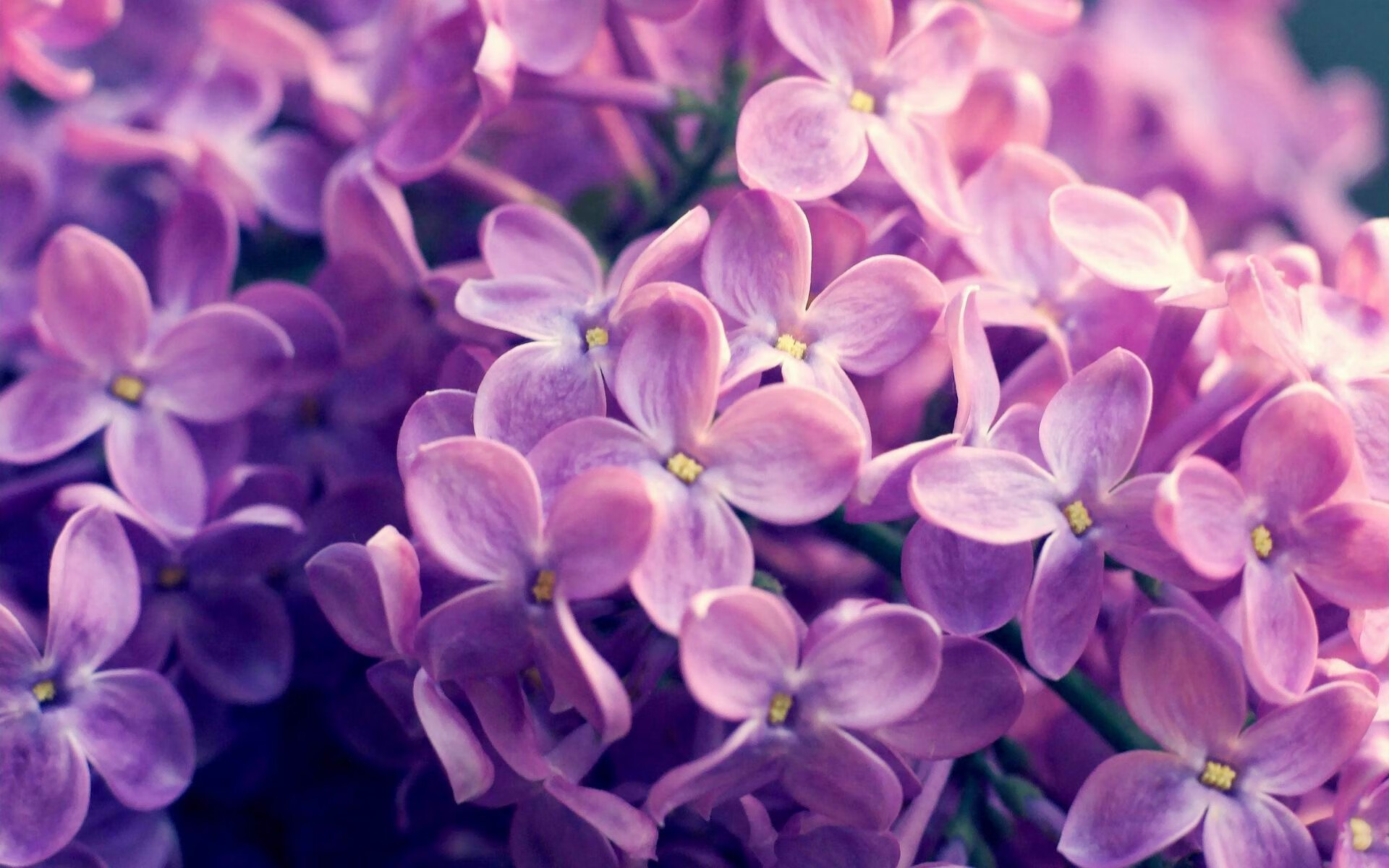 孤胆英雄与精密机器，篮球世界里的两种成功学