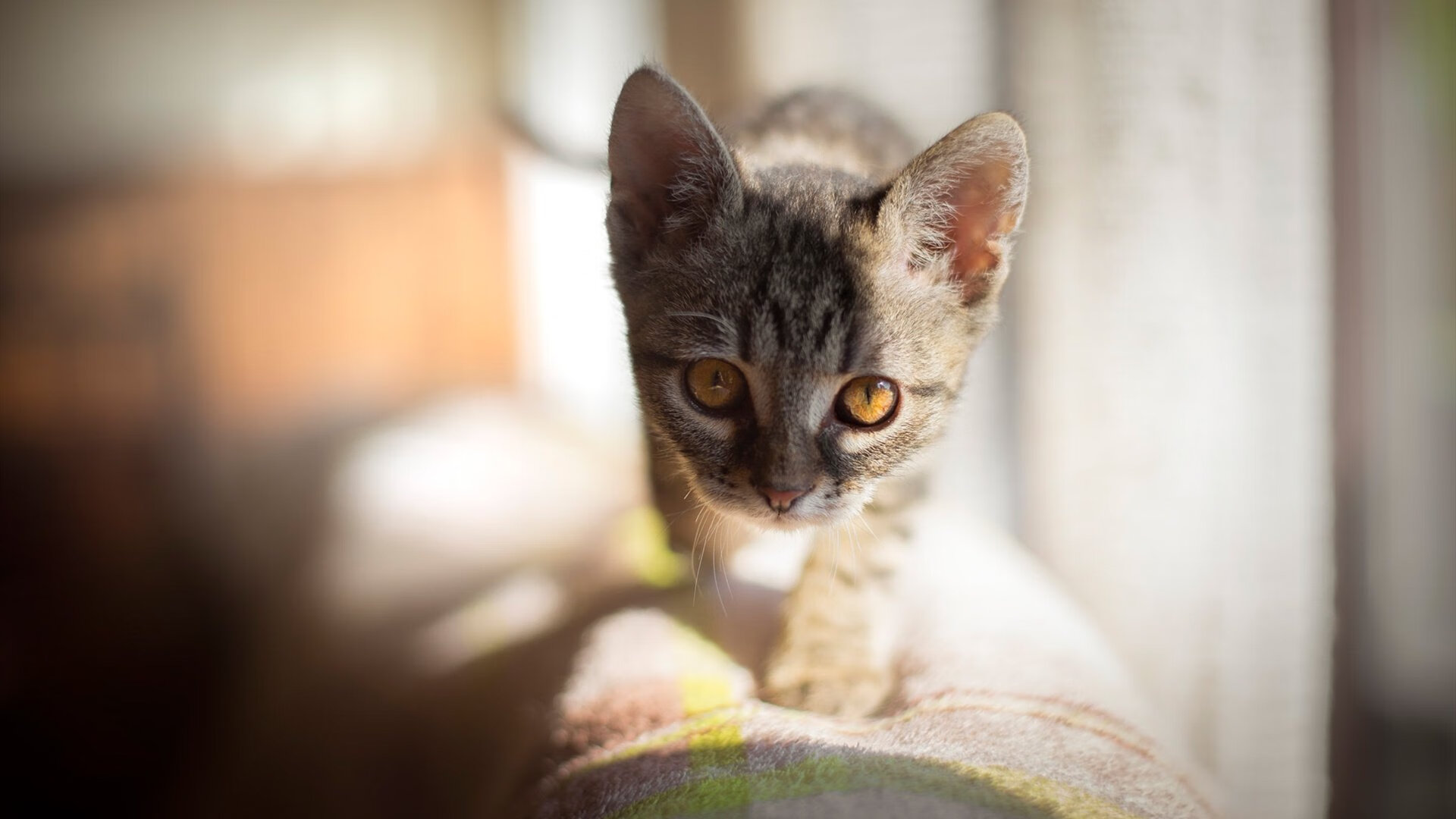 非现实版马拉卡纳，当萨卡成为尼日利亚的关键先生