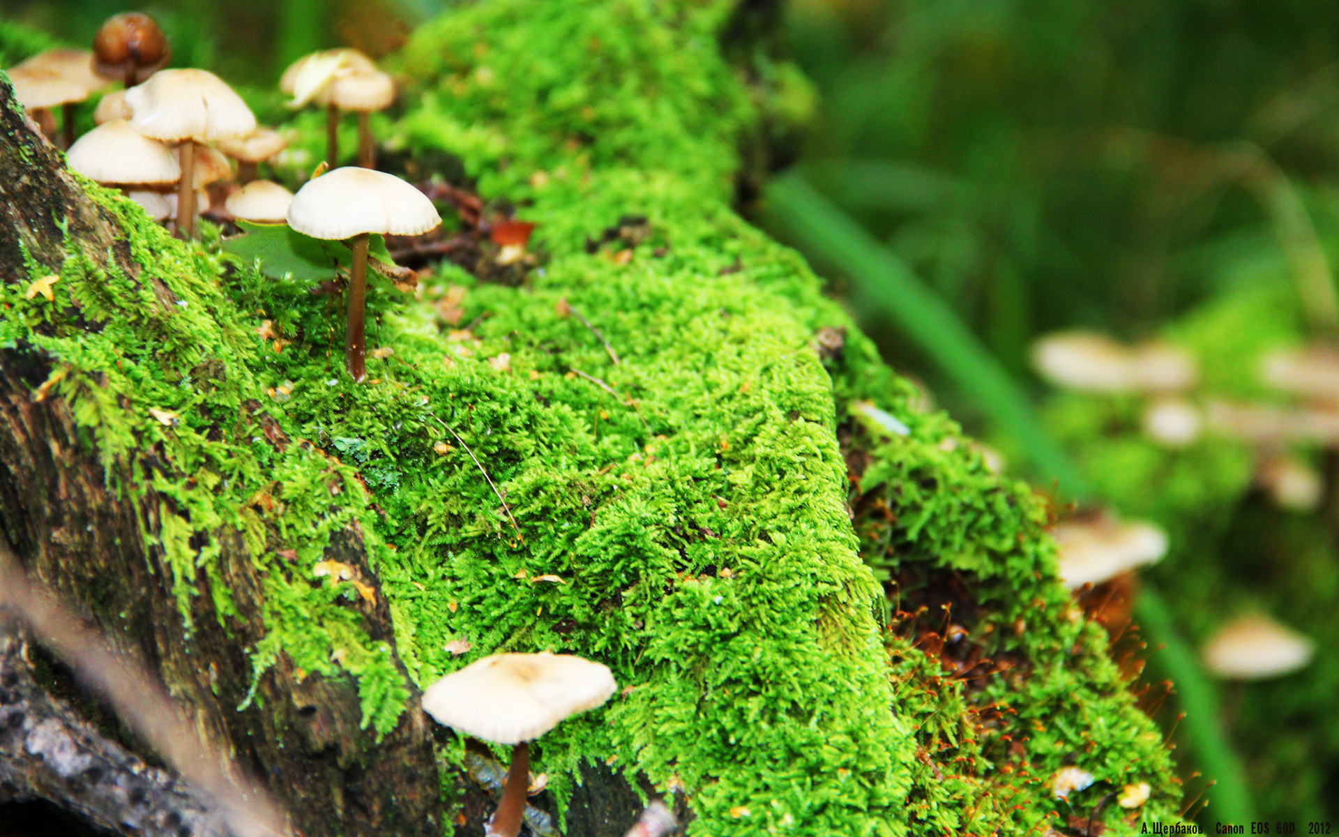 悬崖边的舞者，掘金逆转快船，与英格拉姆永不掉线的艺术