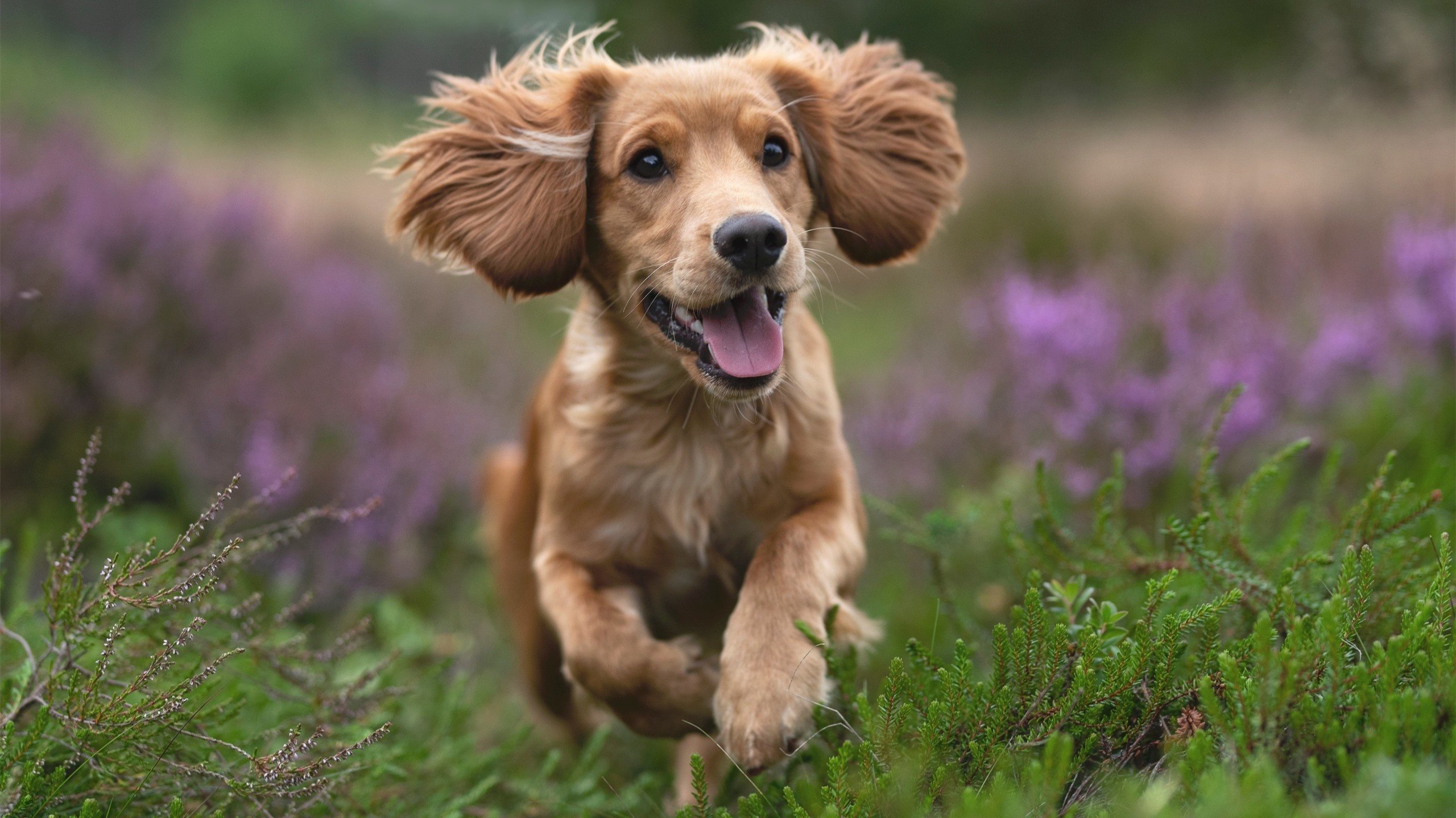 一剑封喉的魔童，19岁戈麦斯撕裂红魔防线的537秒