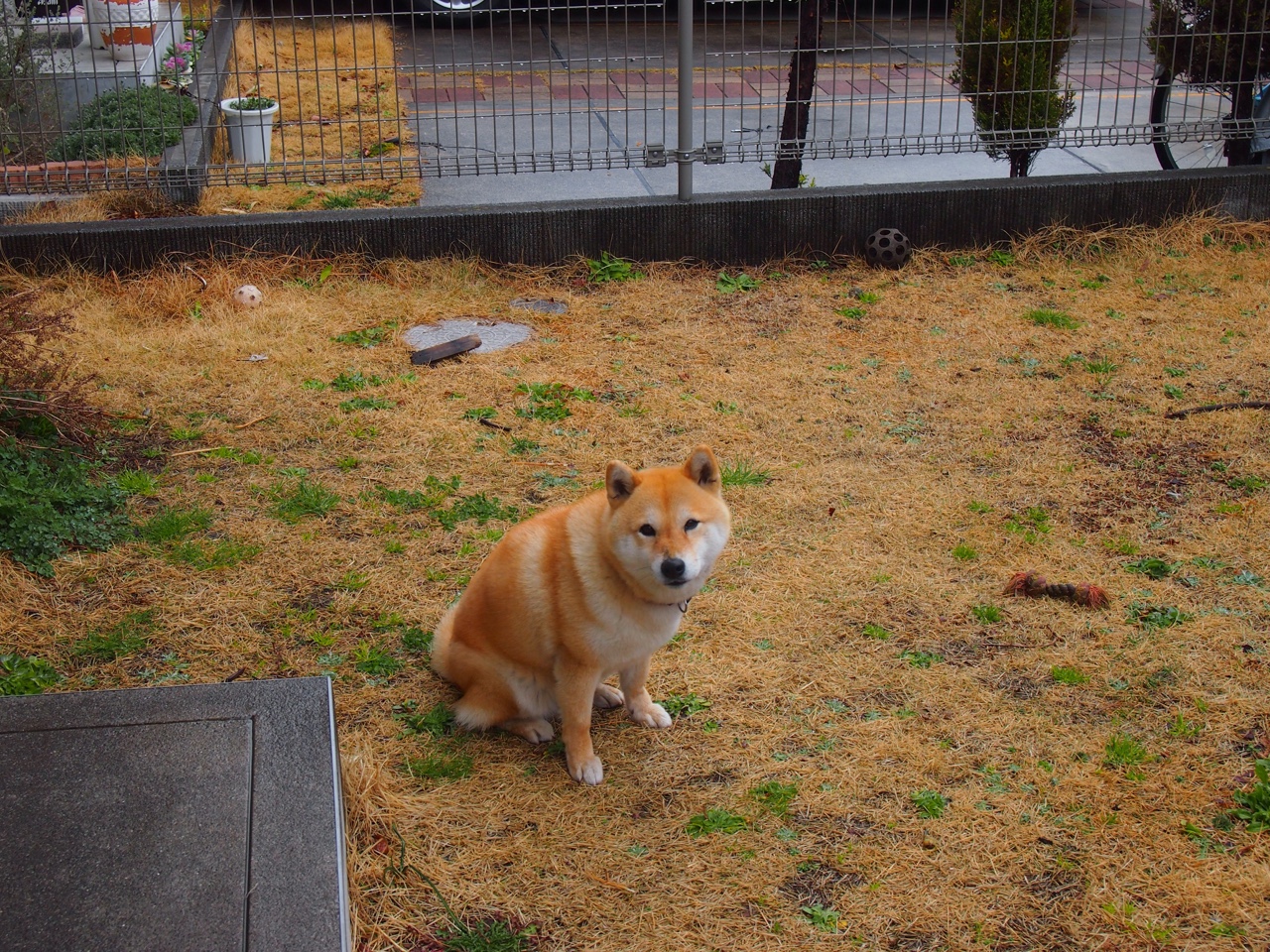 史上最诡异对决,当雷霆轻取黄蜂,F1街道赛的永恒谜题
