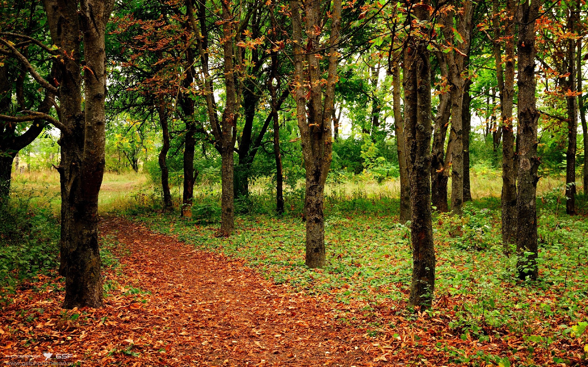 足球之子颠覆篮球殿堂,加维跨界率葡萄牙队绝境逆袭巴黎