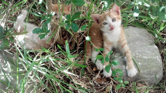 非典型英雄,当西班牙的星光为英格兰的赖斯亮起