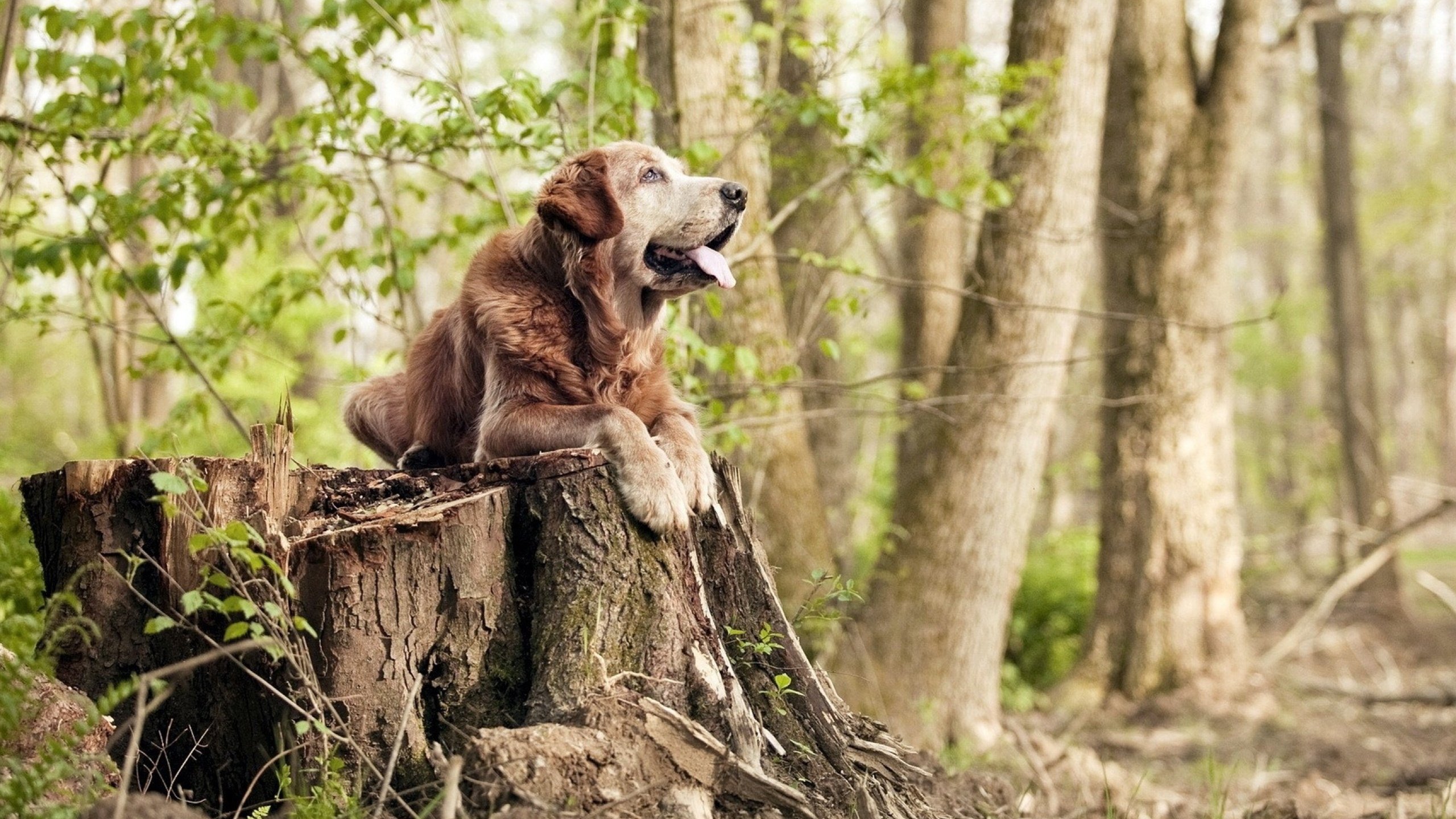 2026双城记,从世界杯草坪到CBA硬木地板的体育狂想