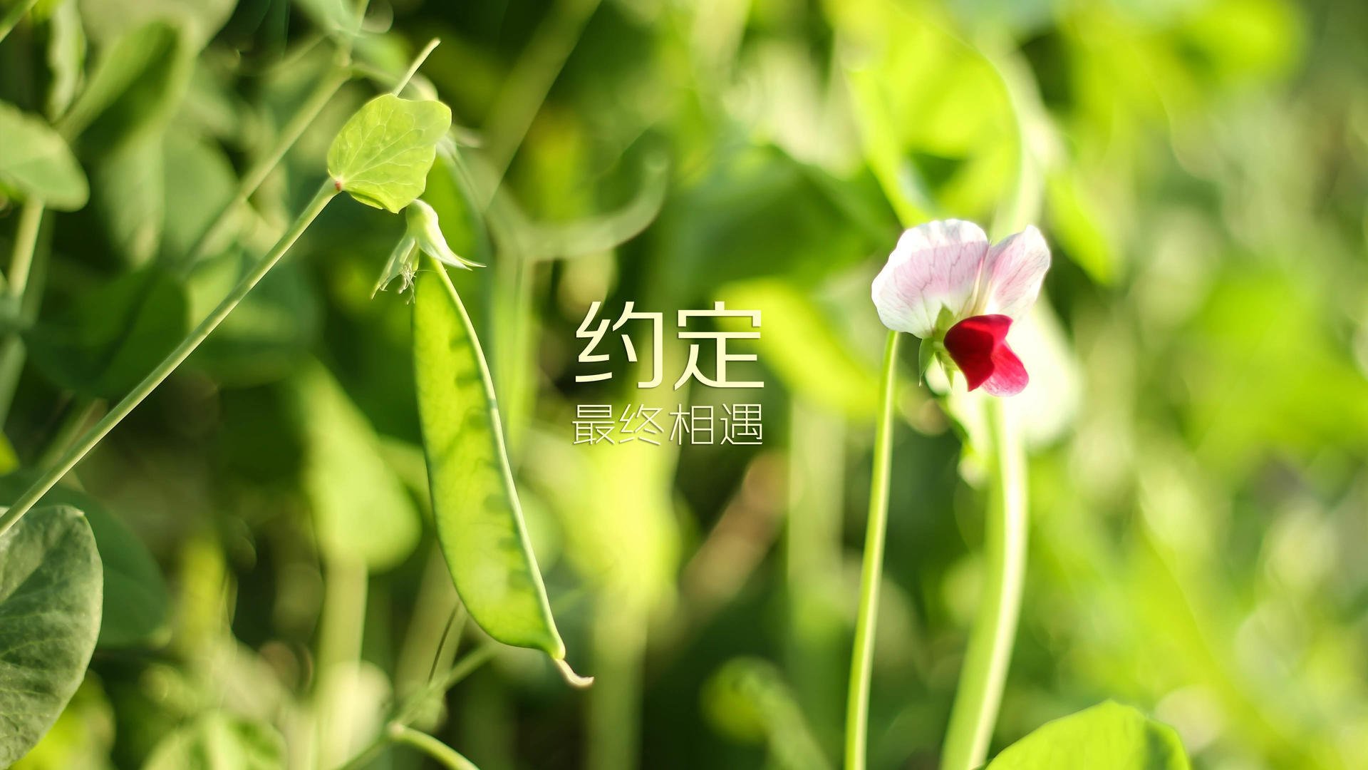 孤勇者的回声,当匈牙利铁蹄遇上喀麦隆雄狮,谁在定义2026的C组唯一性?